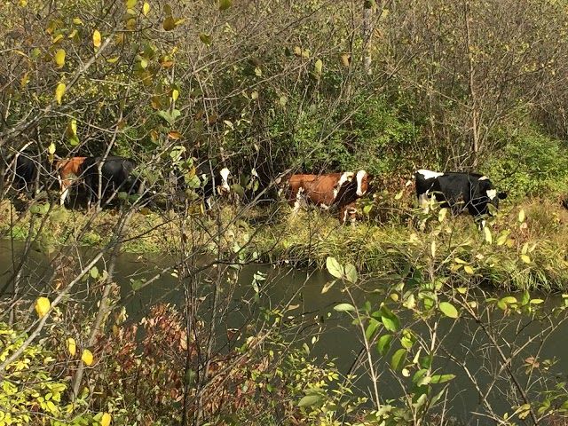 Ashuwillticook Rail Trail
